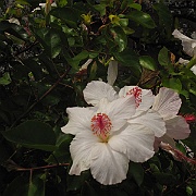 Picture 034